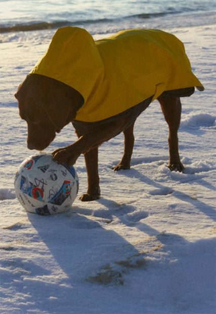 Chubasquero amarillo para perros de Zara./Zara