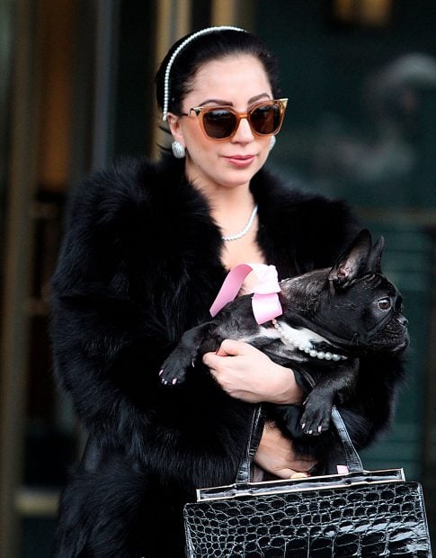 As&iacute; son los perros de Lady Gaga / Gtres