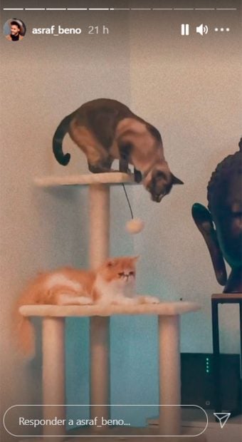 As&iacute; son los gatos de Asraf Beno e Isa Pantoja / Instagram