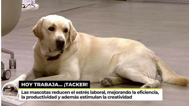 Sonsoles &Oacute;nega