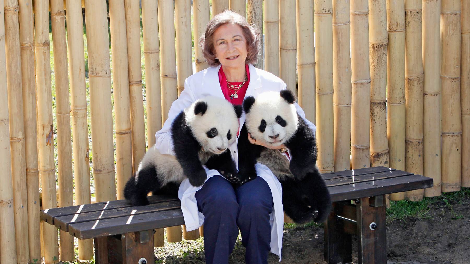 reina sof&iacute;a pandas, los pandas de la reina, los pandas del zoo de madrid