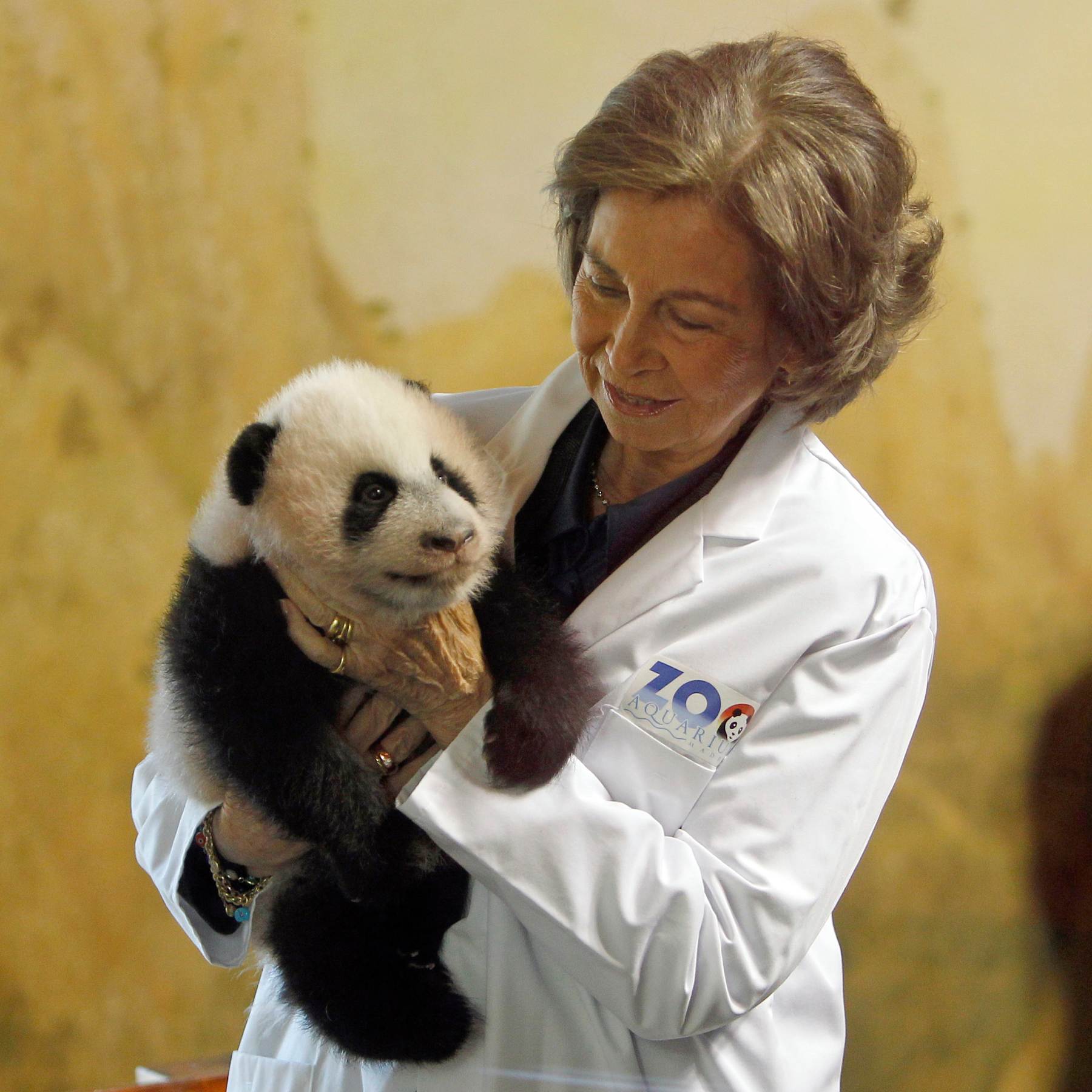 reina sof&iacute;a pandas, los pandas de la reina, los pandas del zoo de madrid