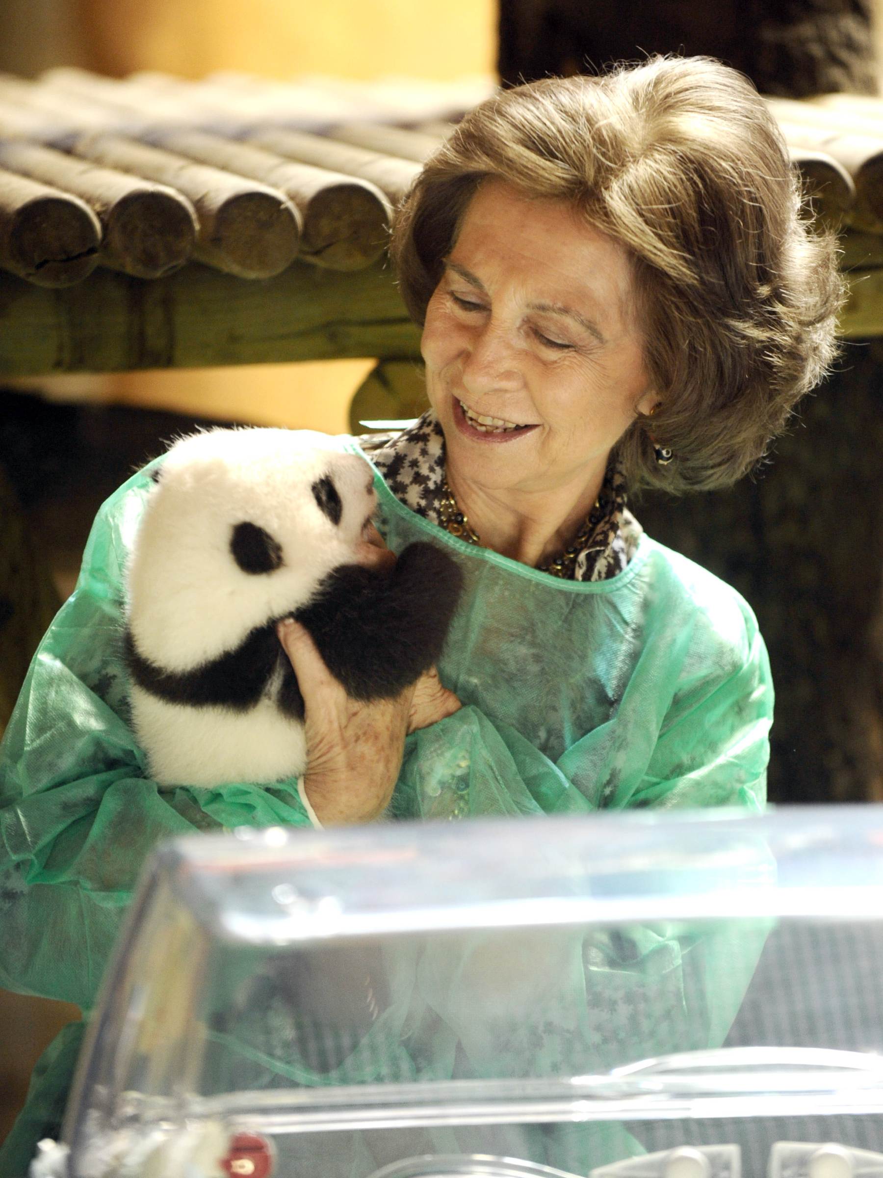 reina sof&iacute;a pandas, los pandas de la reina, los pandas del zoo de madrid