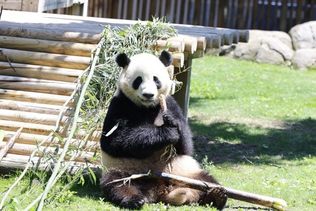 Reina Sofía, pandas
