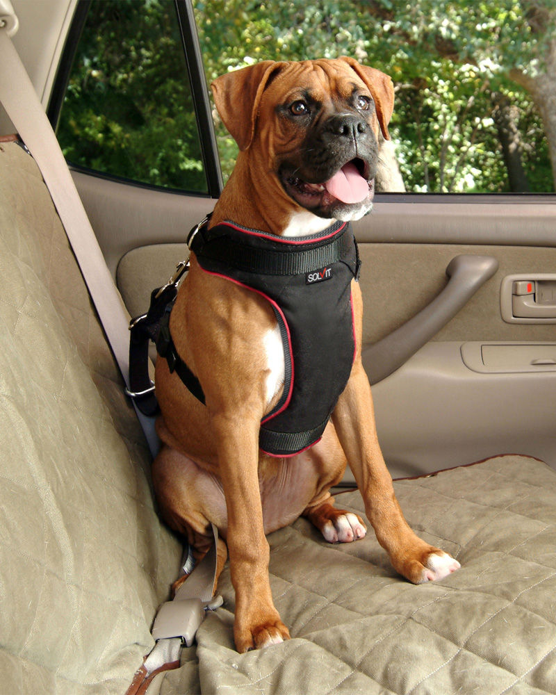 6 elementos imprescindibles para viajar en coche con tu perro