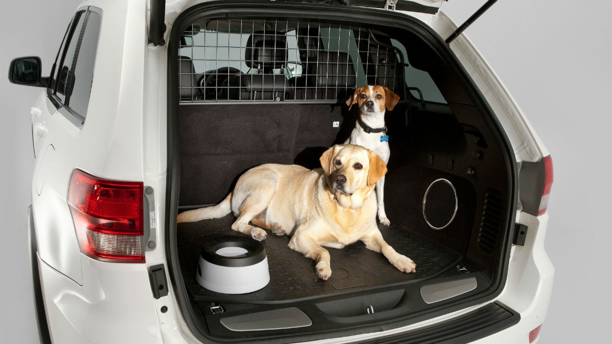 Sabes cómo llevar a tu perro en el coche?