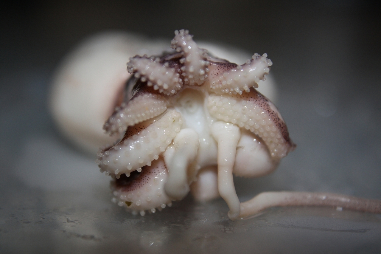 Calamares encebollados