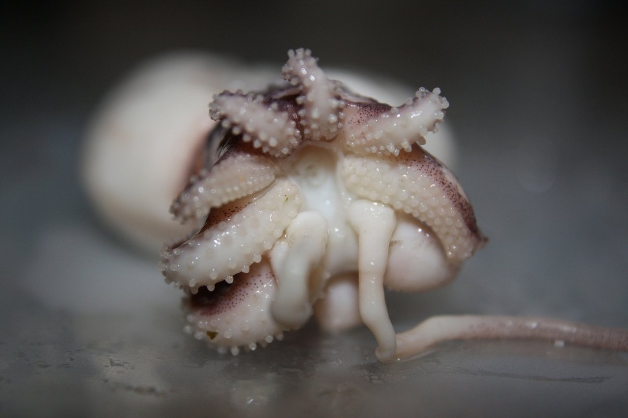 Calamares marinados