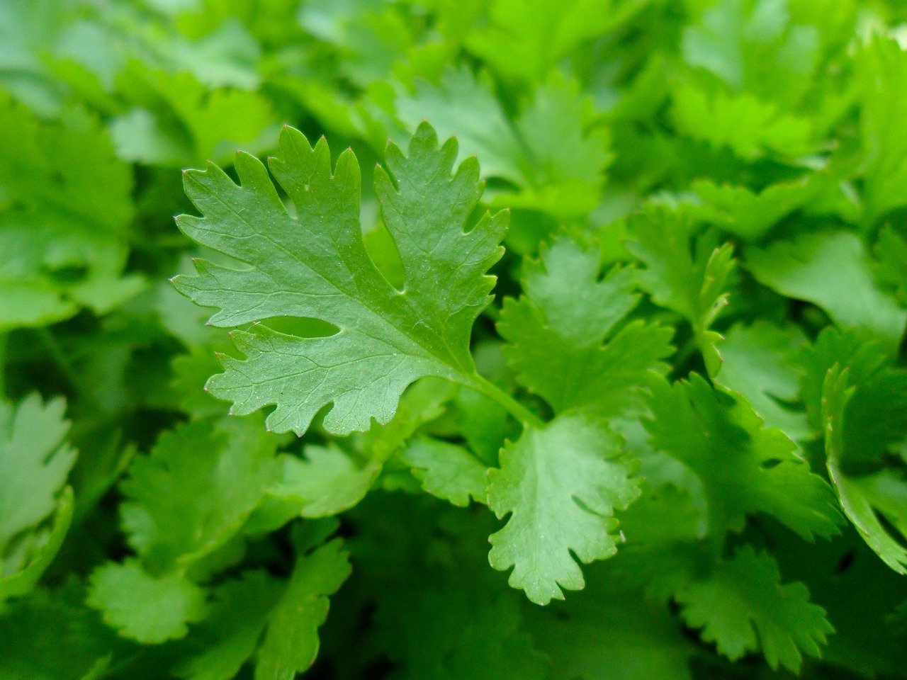 Sepia en salsa verde