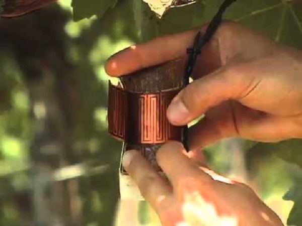 Fruition Sciences, la tecnología que cuida los viñedos
