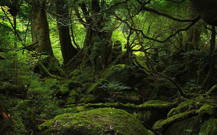 bosque-suicidios-aokigahara