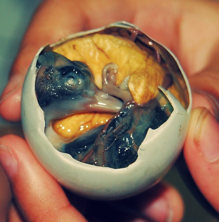 Estómago a prueba: balut