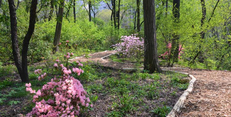 El gran secreto de Central Park Hallett Nature Sanctuary