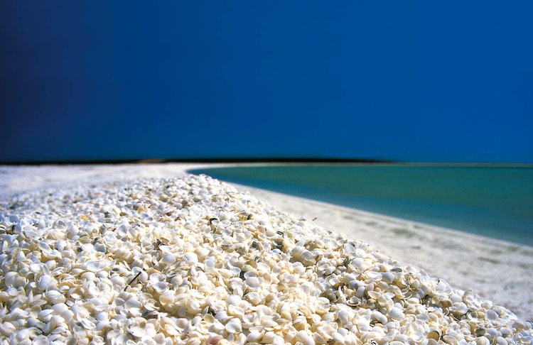 playa de conchas en Australia