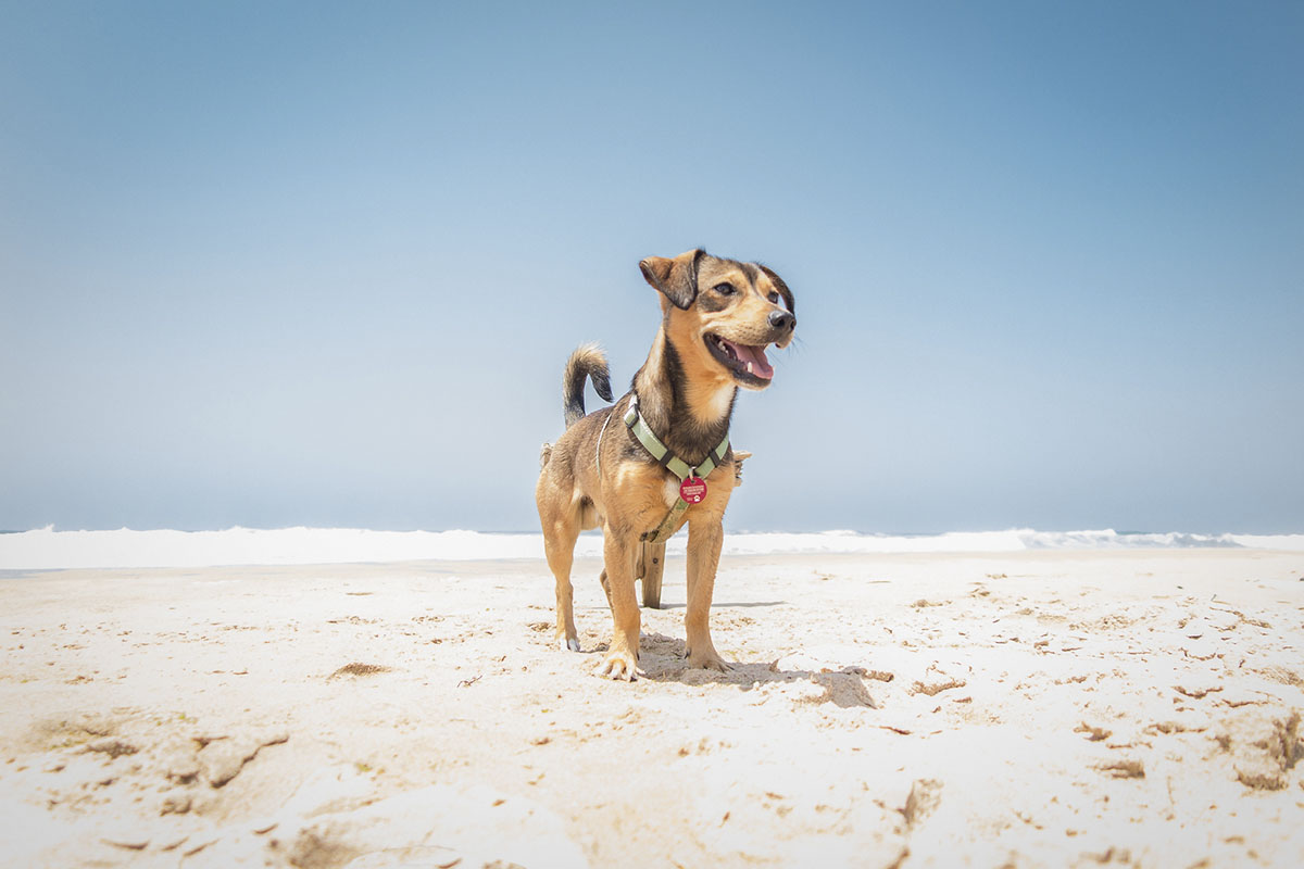 Alicante tendrá su primera playa para perros