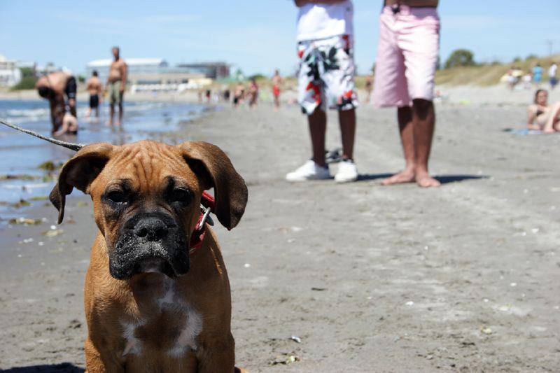 Los perros también se merecen ir a la playa