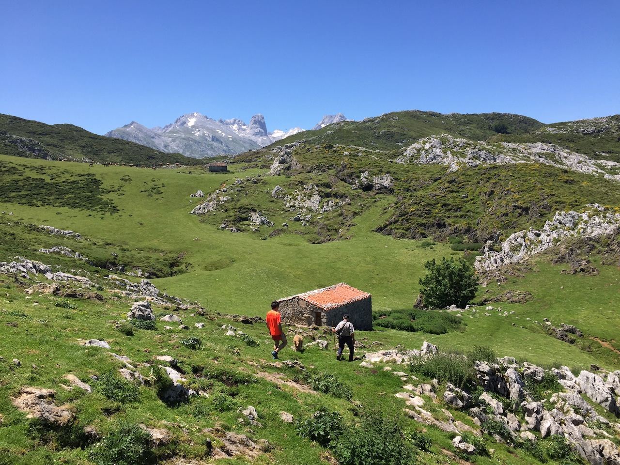 Vivir los Picos de Europa como pastores