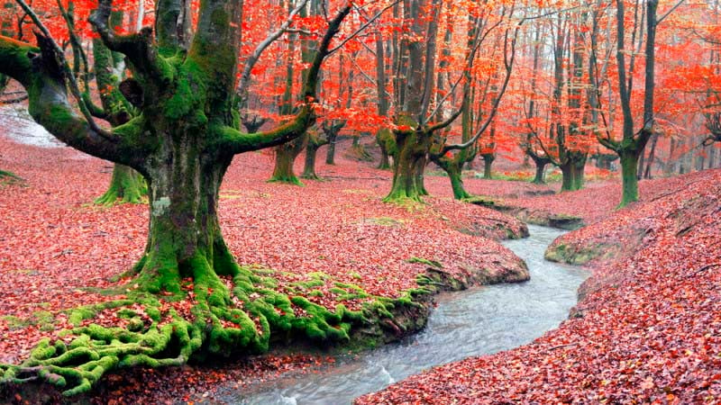 5 bosques españoles que tienes que visitar