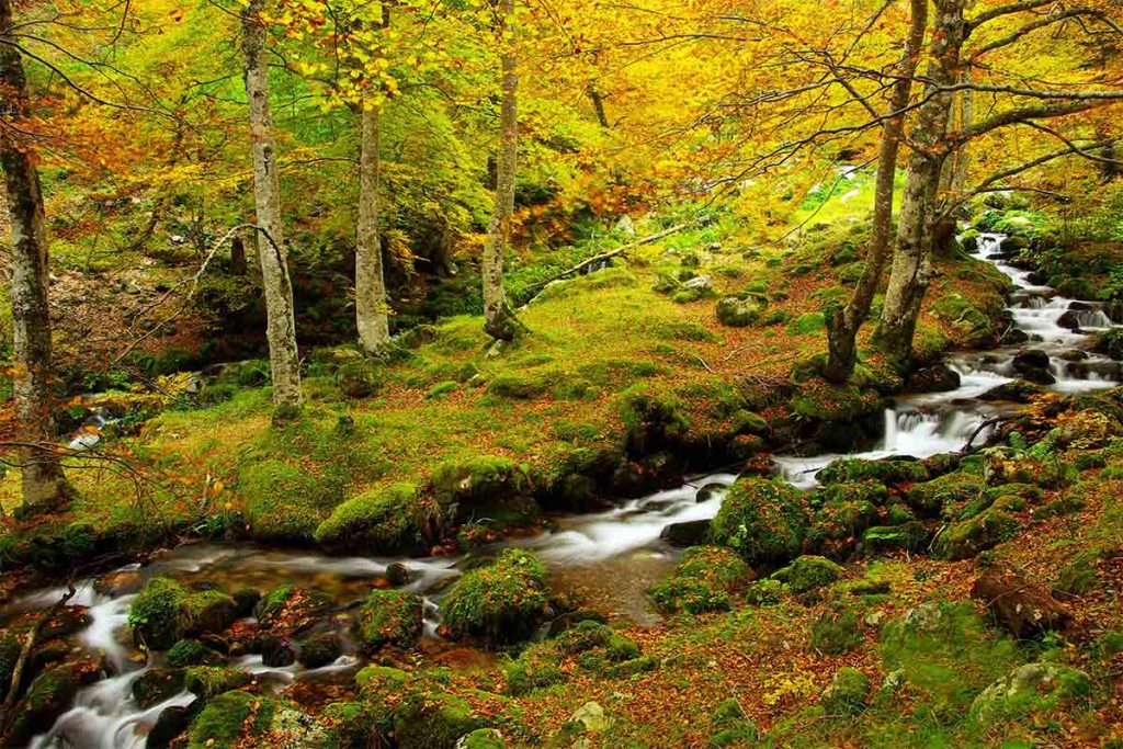 5 bosques españoles que tienes que visitar