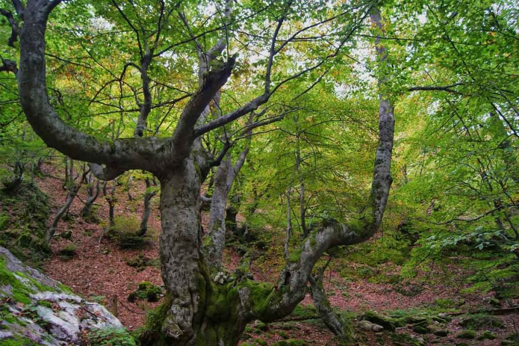 5 bosques españoles que tienes que visitar