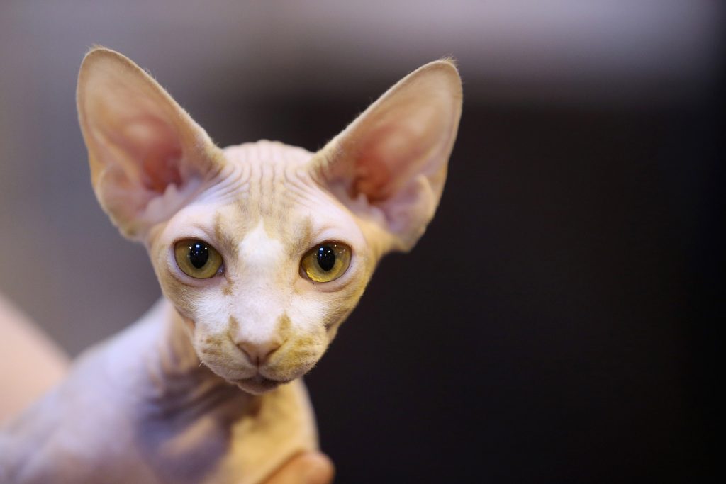 Owners And Their Pets Gather For The Annual Supreme Cat Show