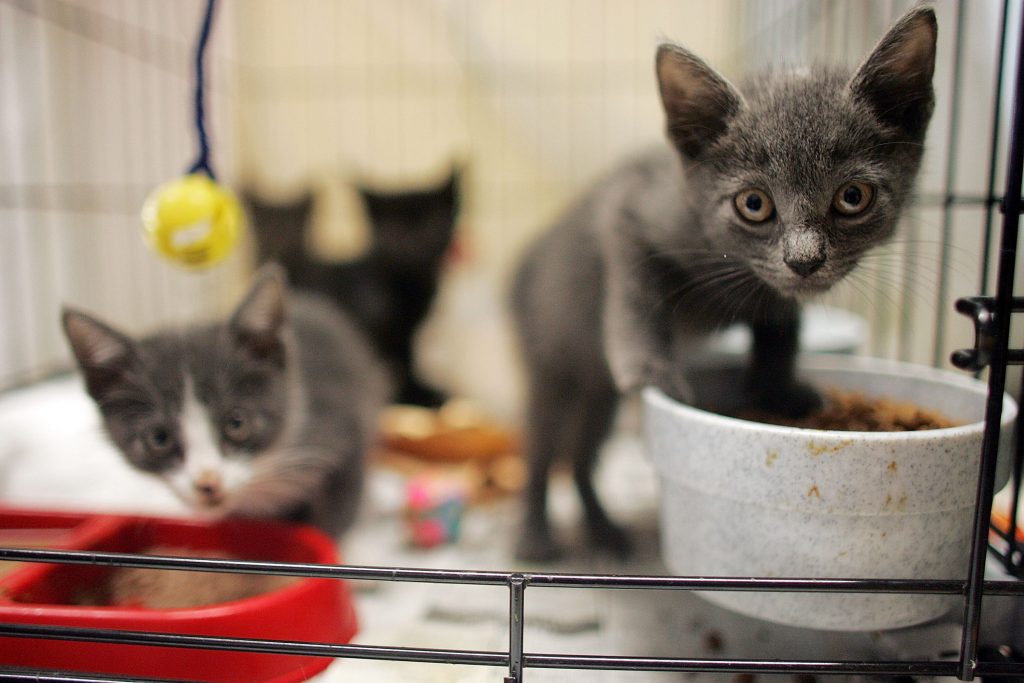 New Orleans Wrestles With Homeless Pets After Katrina