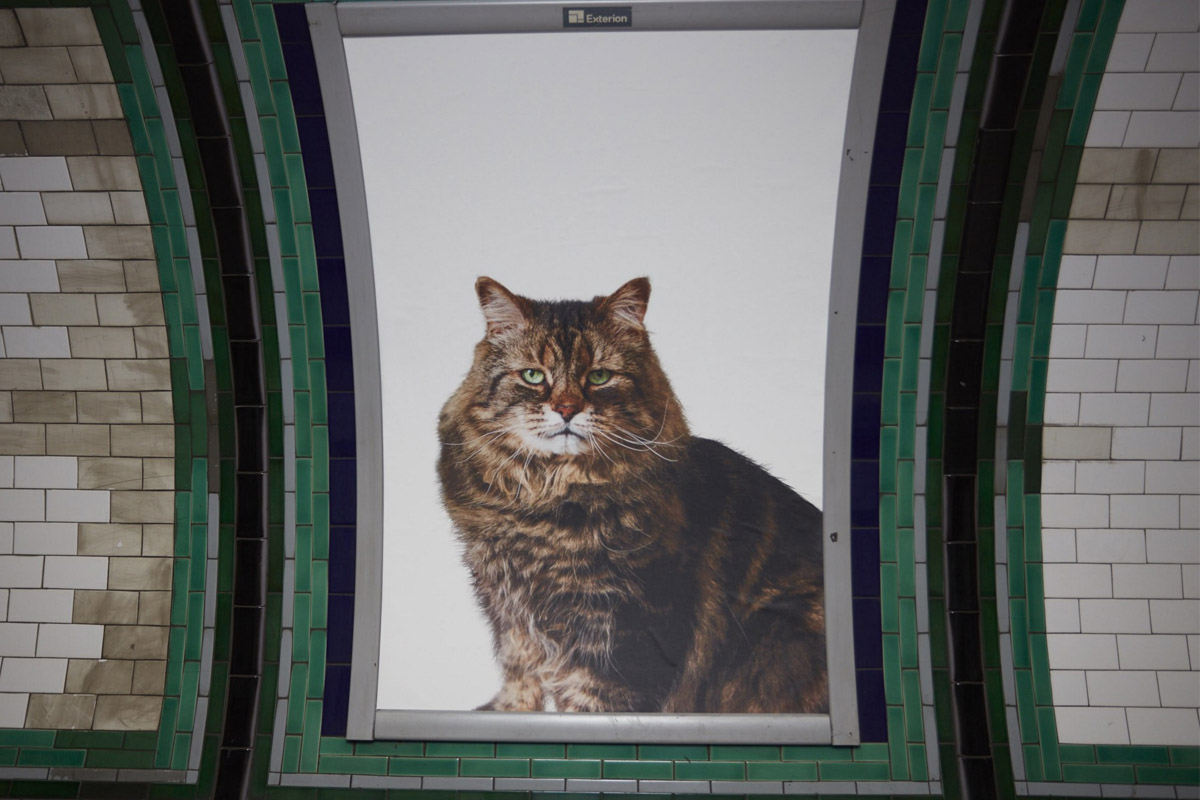 Los gatos invaden el metro de Londres