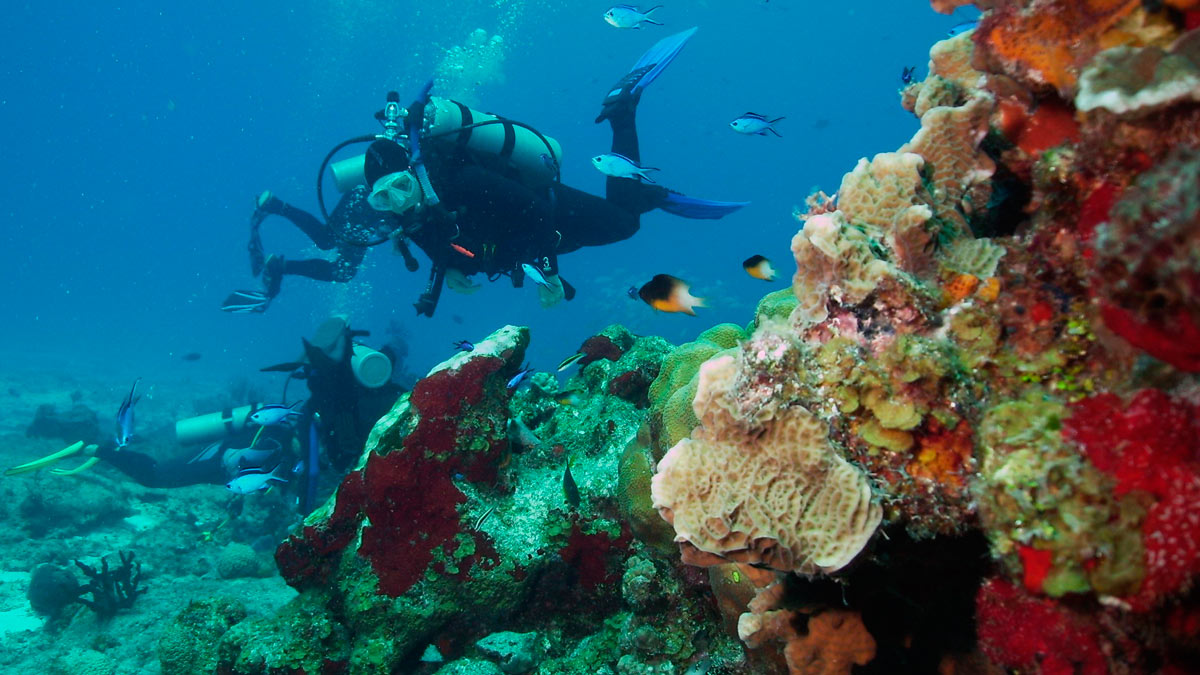 Los arrecifes de coral más visitados del mundo