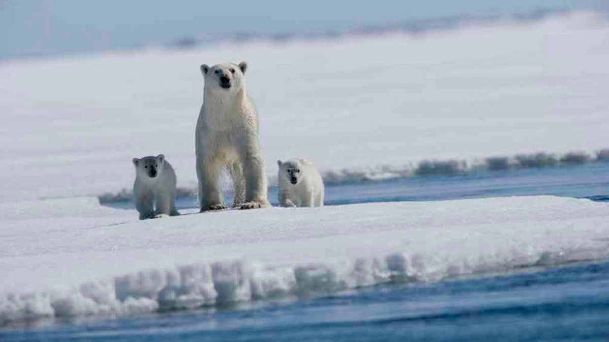 El vídeo que muestra el Ártico en todo su esplendor