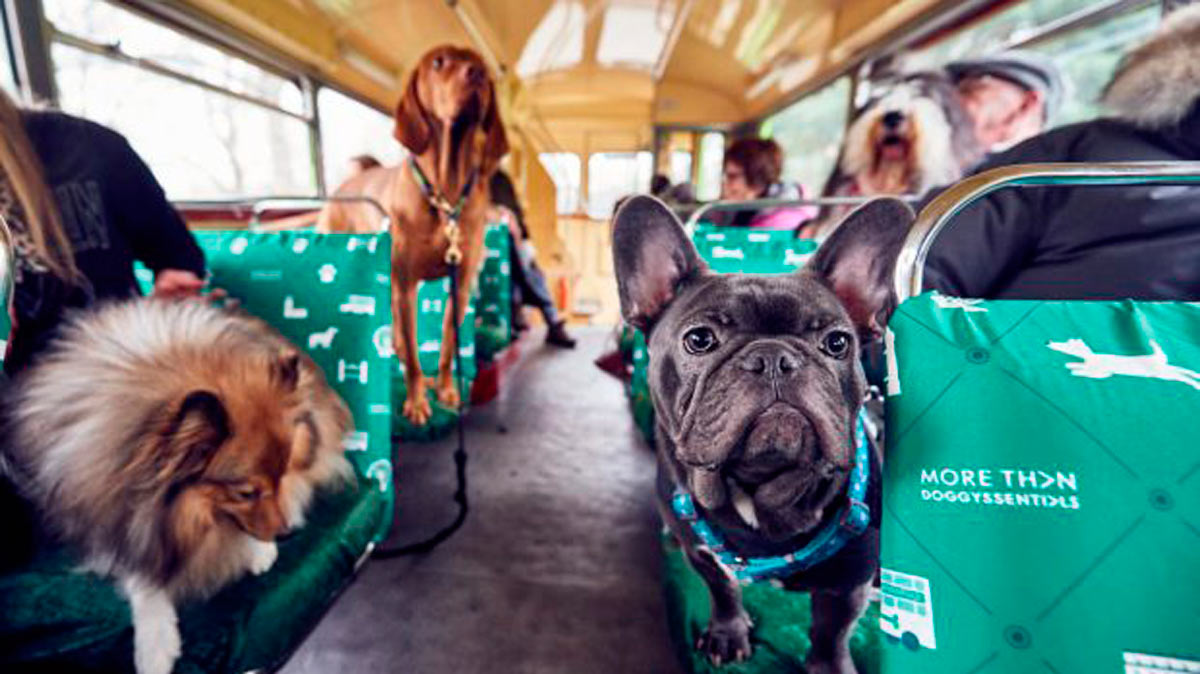 Londres estrena un autobús exclusivo para perros