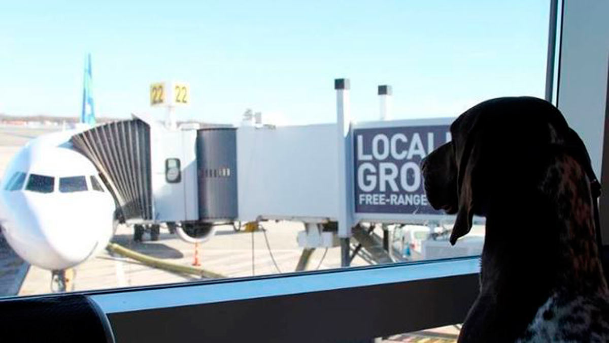 Nueva York estrena el primer aeropuerto de lujo para animales