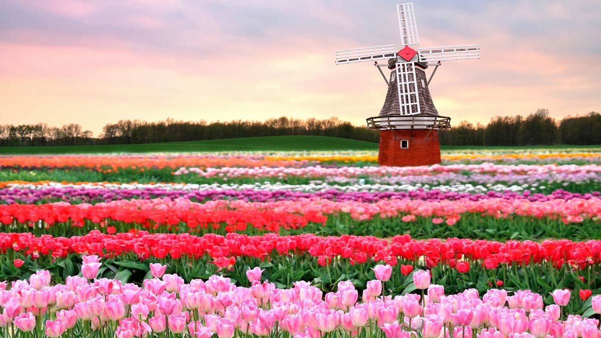 Visita Keukenhof, el jardín floral más grande del mundo