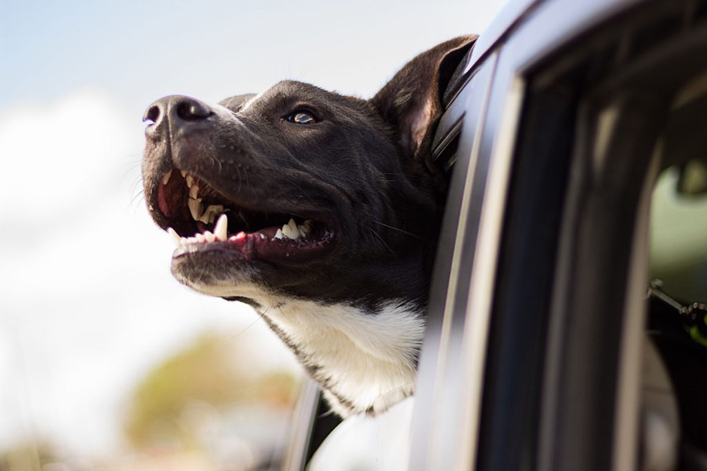 Viajar con tu perro en coche: 5 consejos de seguridad