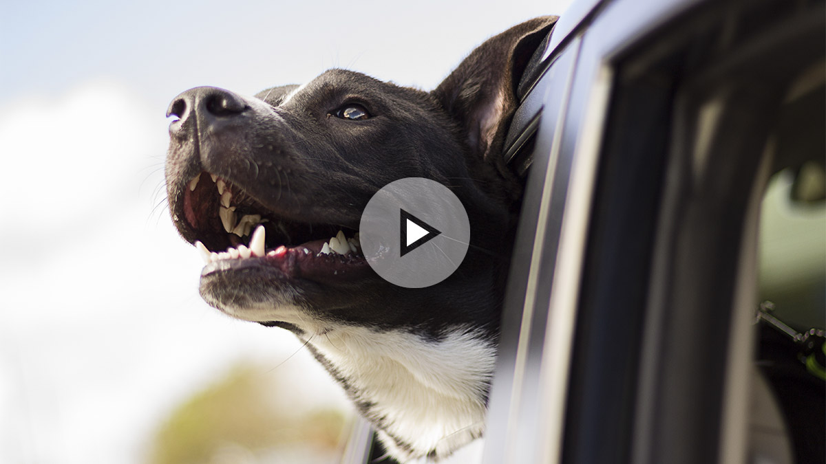 10 consejos para viajar con tu perro en coche de forma segura