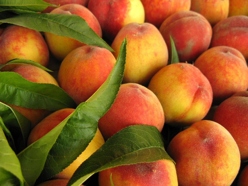 Peaches perfect with leaves