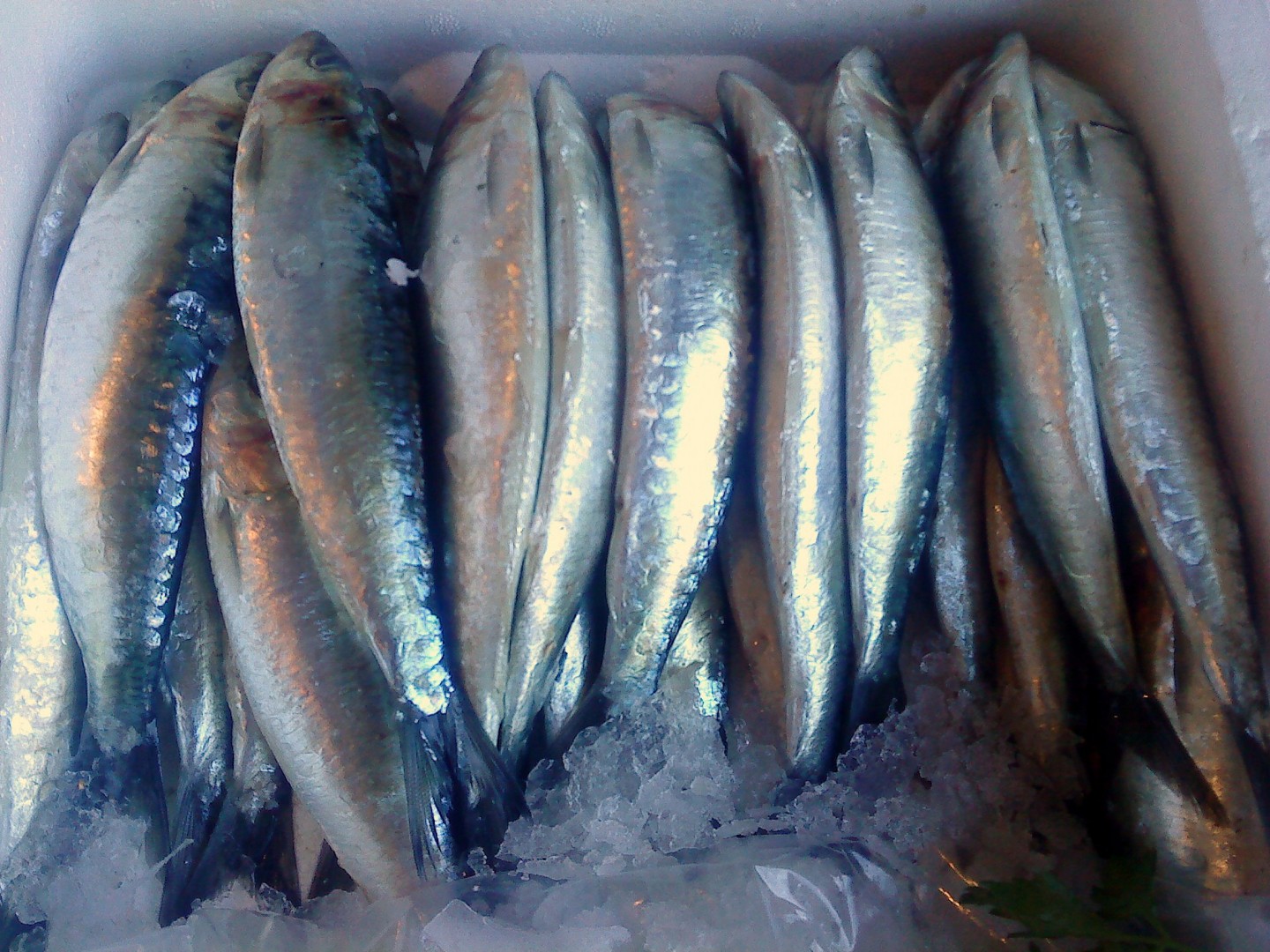 pescado-azul-sardinas
