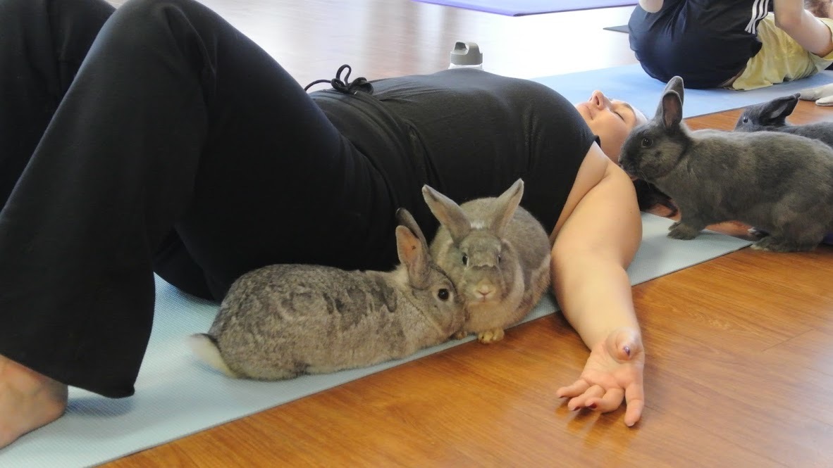 bunny_yoga
