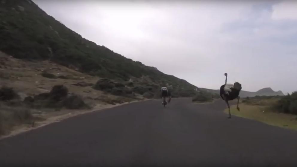 Un avestruz esprinta a unos ciclistas