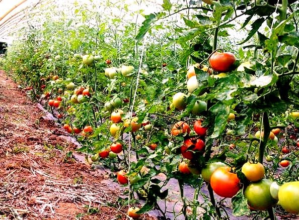 tomate ecologico