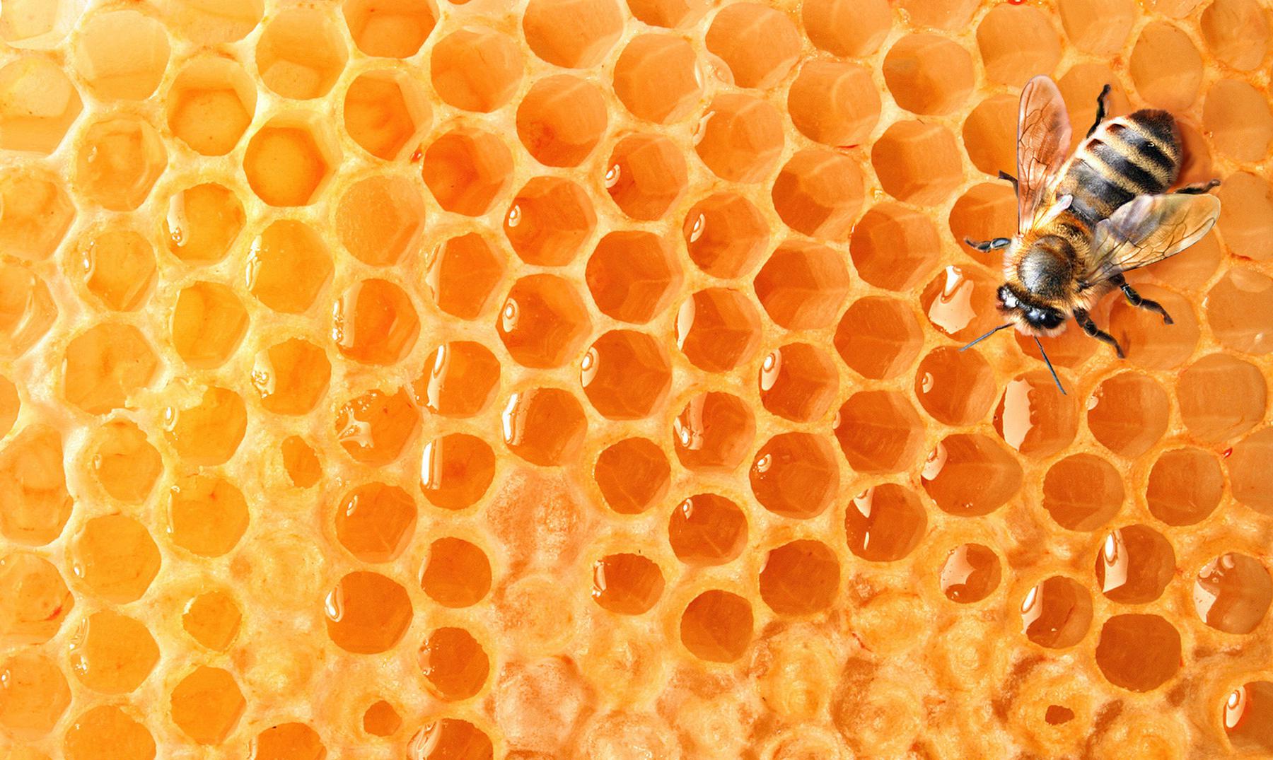 ¿La desaparición de las abejas pondría en peligro a los humanos?