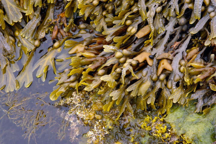 fucus-vesiculosus-marino