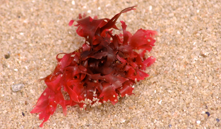 Propiedades de las algas marinas rojas