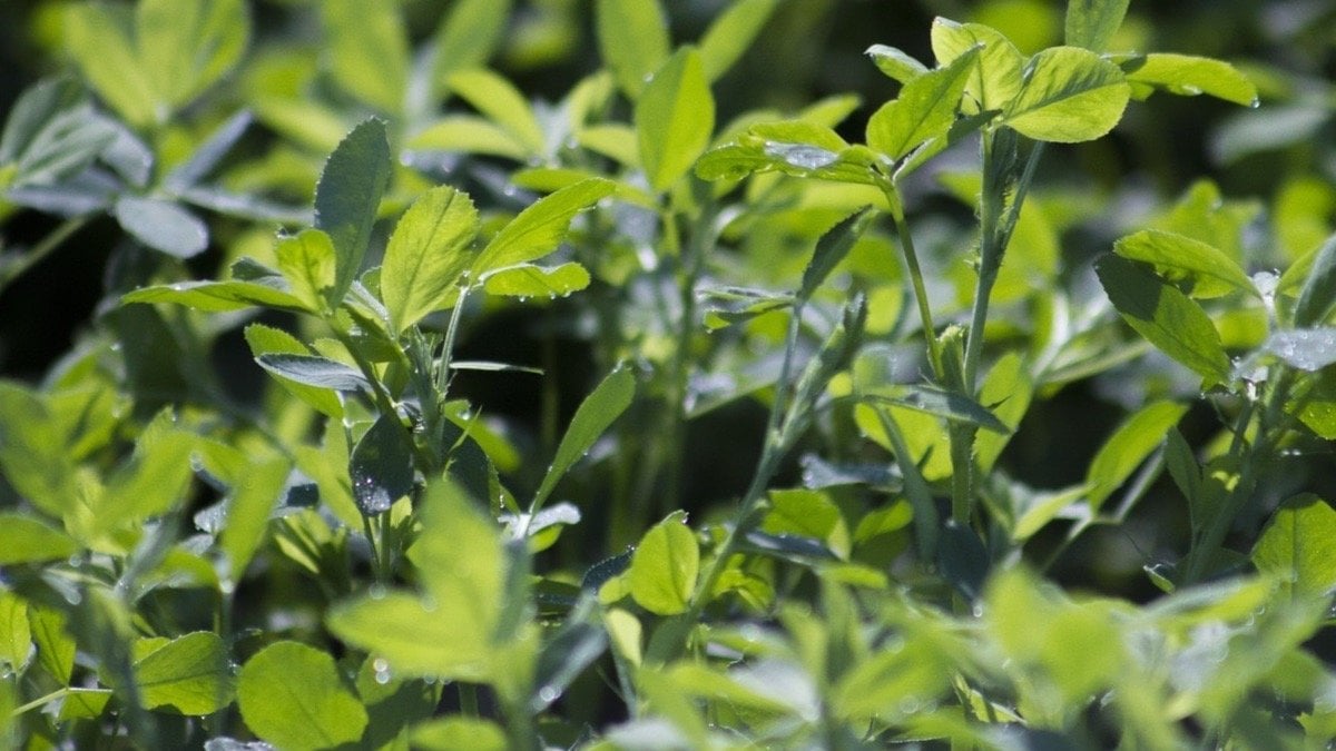 Beneficio Y Propiedades De La Alfalfa Y Sus Usos Medicinales