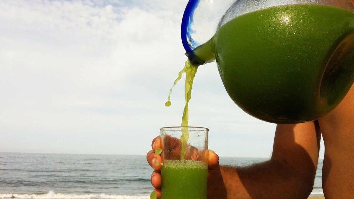 Beneficio y propiedades de la alfalfa y sus usos medicinales