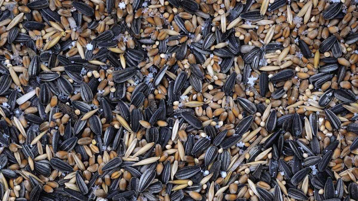 Espirulina para adelgazar dosis cataflam