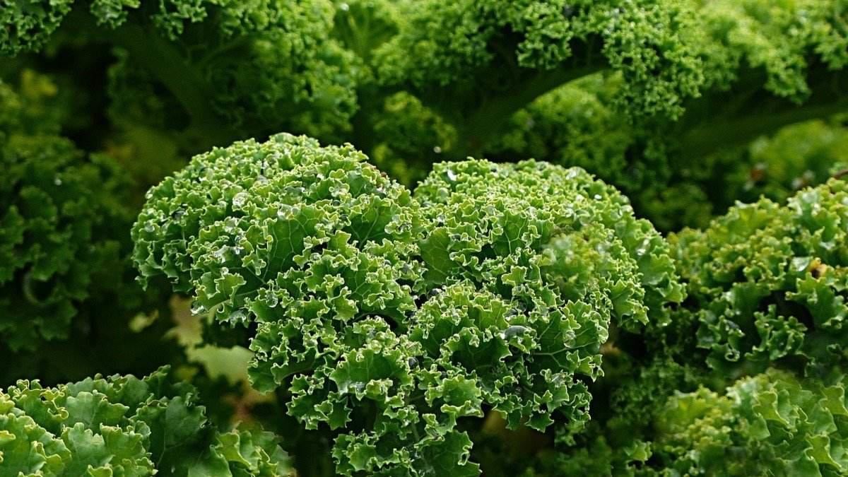 propiedades-del-kale-y-beneficios-para-la-salud