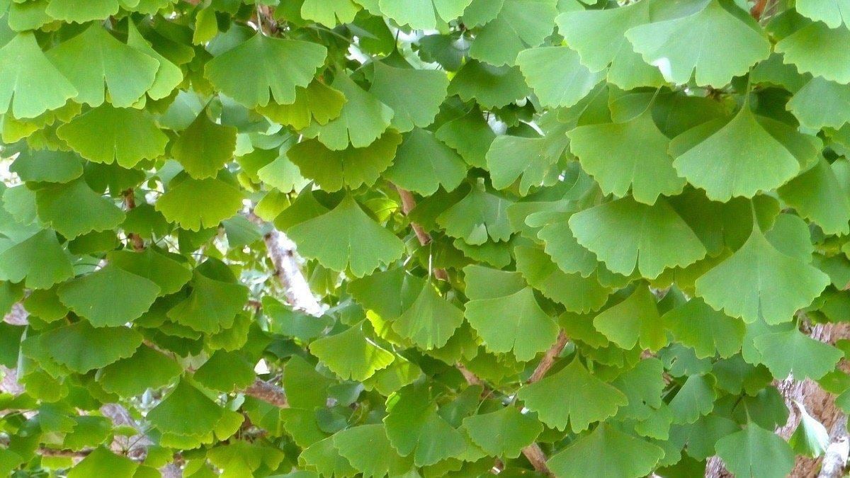 ginko biloba 