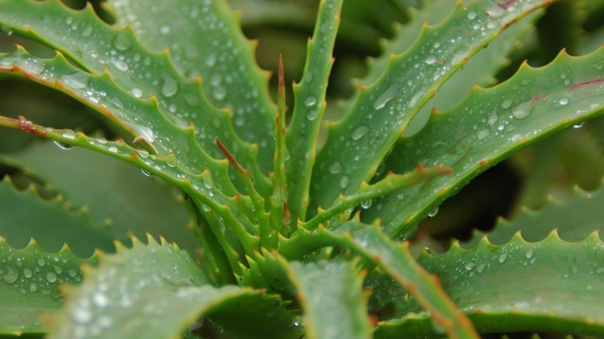medicina para mal olor de axilas