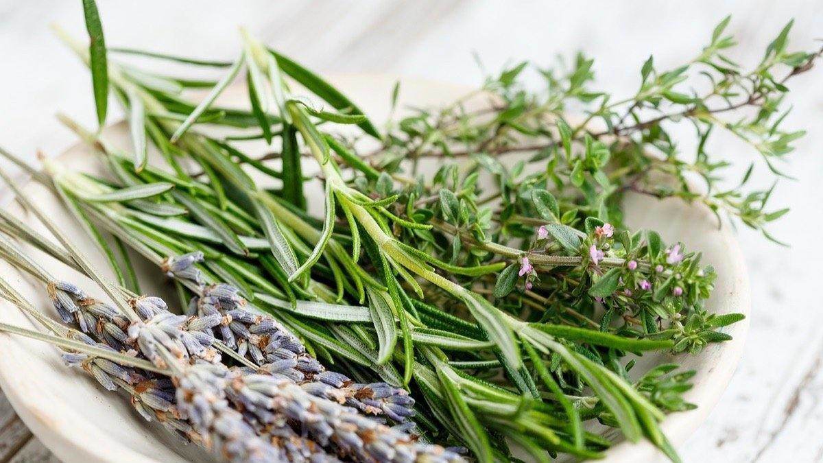 Qué hierbas ayudan a expulsar las flemas y purifican los pulmones