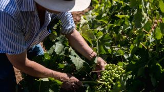 GALERÍA: En ruta con los vinos de Madrid / Gtres